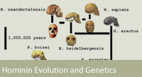 Homonin evolution